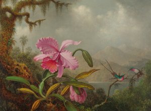 Orchideeën en kolibries